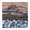 Pebbles in front of Tree Trunk by Anonymous