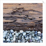 Pebbles in front of Tree Trunk by Anonymous
