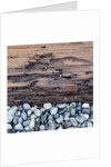 Pebbles in front of Tree Trunk by Anonymous