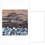 Pebbles in front of Tree Trunk by Anonymous