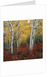 Aspen in autumn at Uinta National Forest by Anonymous