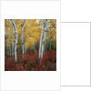 Aspen in autumn at Uinta National Forest by Anonymous