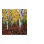 Aspen in autumn at Uinta National Forest by Anonymous
