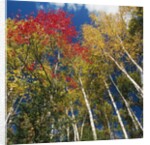 Colorful trees in autumn at Acadia National Park by Anonymous