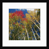 Colorful trees in autumn at Acadia National Park by Anonymous