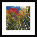 Colorful trees in autumn at Acadia National Park by Anonymous