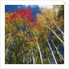 Colorful trees in autumn at Acadia National Park by Anonymous