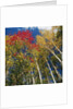 Colorful trees in autumn at Acadia National Park by Anonymous