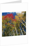 Colorful trees in autumn at Acadia National Park by Anonymous