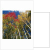 Colorful trees in autumn at Acadia National Park by Anonymous