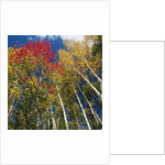 Colorful trees in autumn at Acadia National Park by Anonymous