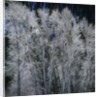 Cottonwood trees in winter by Anonymous