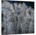 Cottonwood trees in winter by Anonymous