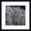 Cottonwood trees in winter by Anonymous