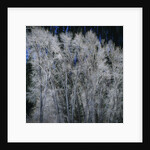 Cottonwood trees in winter by Anonymous