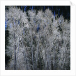 Cottonwood trees in winter by Anonymous