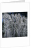 Cottonwood trees in winter by Anonymous