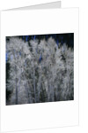 Cottonwood trees in winter by Anonymous