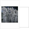 Cottonwood trees in winter by Anonymous
