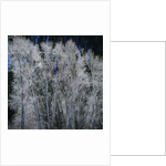 Cottonwood trees in winter by Anonymous