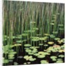 Reed and Water Lillies in Pond, Arcadia National Park, Maine by Anonymous