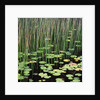 Reed and Water Lillies in Pond, Arcadia National Park, Maine by Anonymous