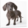 Dachshund puppy by Anonymous
