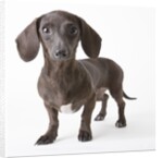 Dachshund puppy by Anonymous