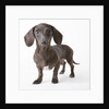 Dachshund puppy by Anonymous