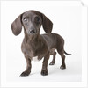 Dachshund puppy by Anonymous