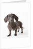 Dachshund puppy by Anonymous