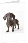 Dachshund puppy by Anonymous
