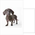 Dachshund puppy by Anonymous