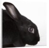Black rabbit by Anonymous