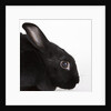 Black rabbit by Anonymous