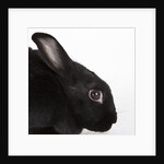 Black rabbit by Anonymous