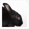 Black rabbit by Anonymous