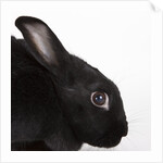Black rabbit by Anonymous