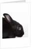 Black rabbit by Anonymous