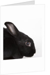 Black rabbit by Anonymous