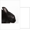 Black rabbit by Anonymous