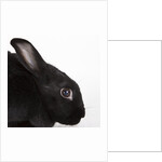 Black rabbit by Anonymous