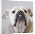 Bulldog by Anonymous