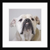 Bulldog by Anonymous