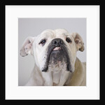 Bulldog by Anonymous
