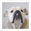 Bulldog by Anonymous