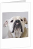 Bulldog by Anonymous