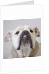 Bulldog by Anonymous