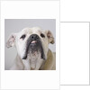 Bulldog by Anonymous