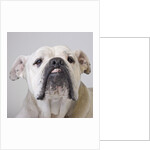 Bulldog by Anonymous